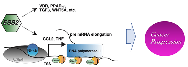 図2　ESS2遺伝子が核内でNFkB/CHD1と結合しクロマチンリモデリングを制御、TNF、CCL2等の標的遺伝子の発現を調整し癌の増殖に働く。