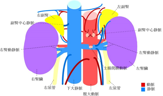 図１　文献６より引用改変