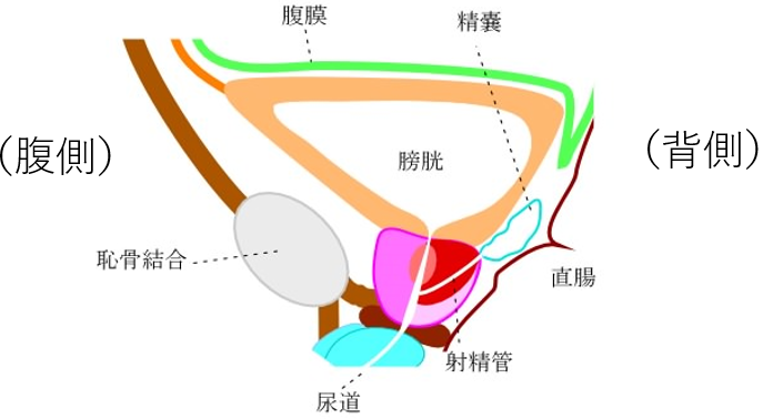 ナット クラッカー 症候群